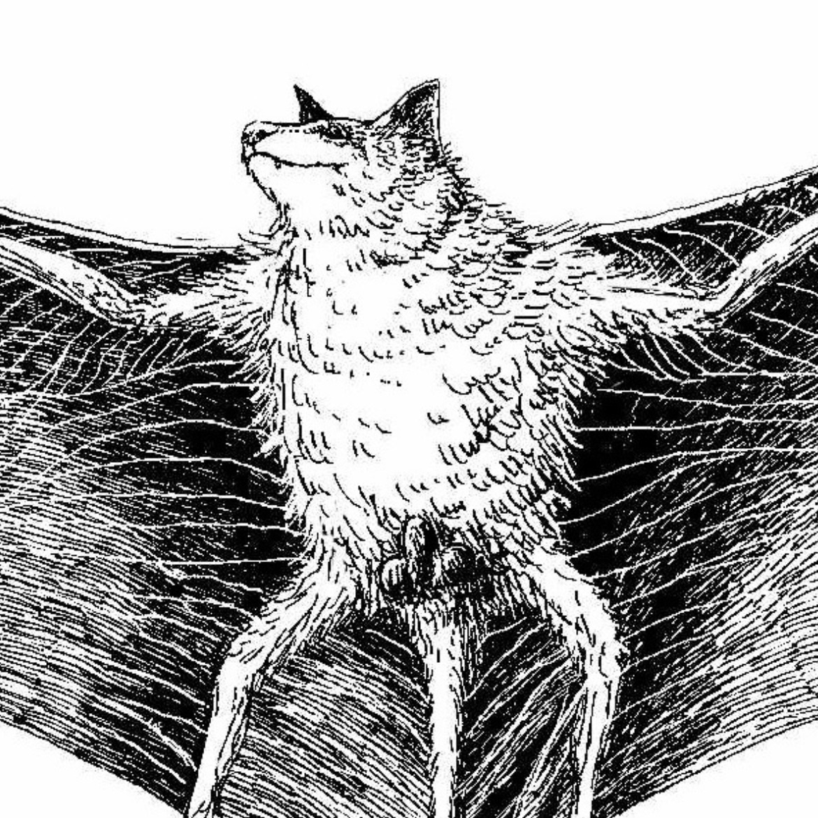 イカロニクテリスs