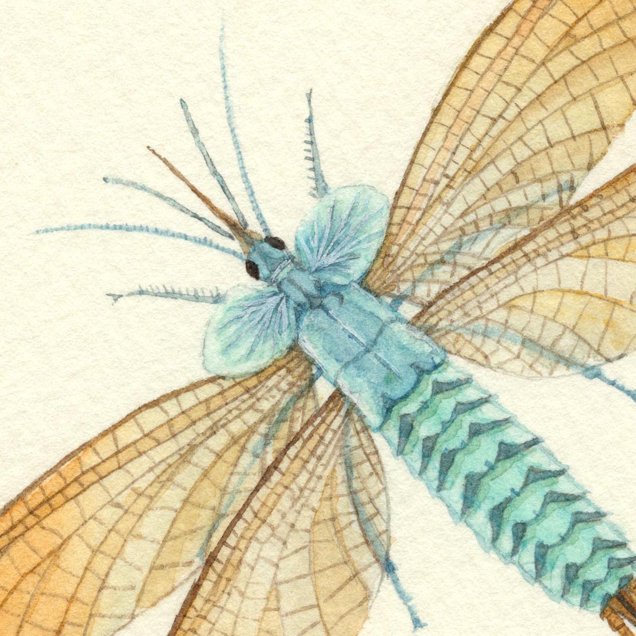 ムカシアミバネムシs