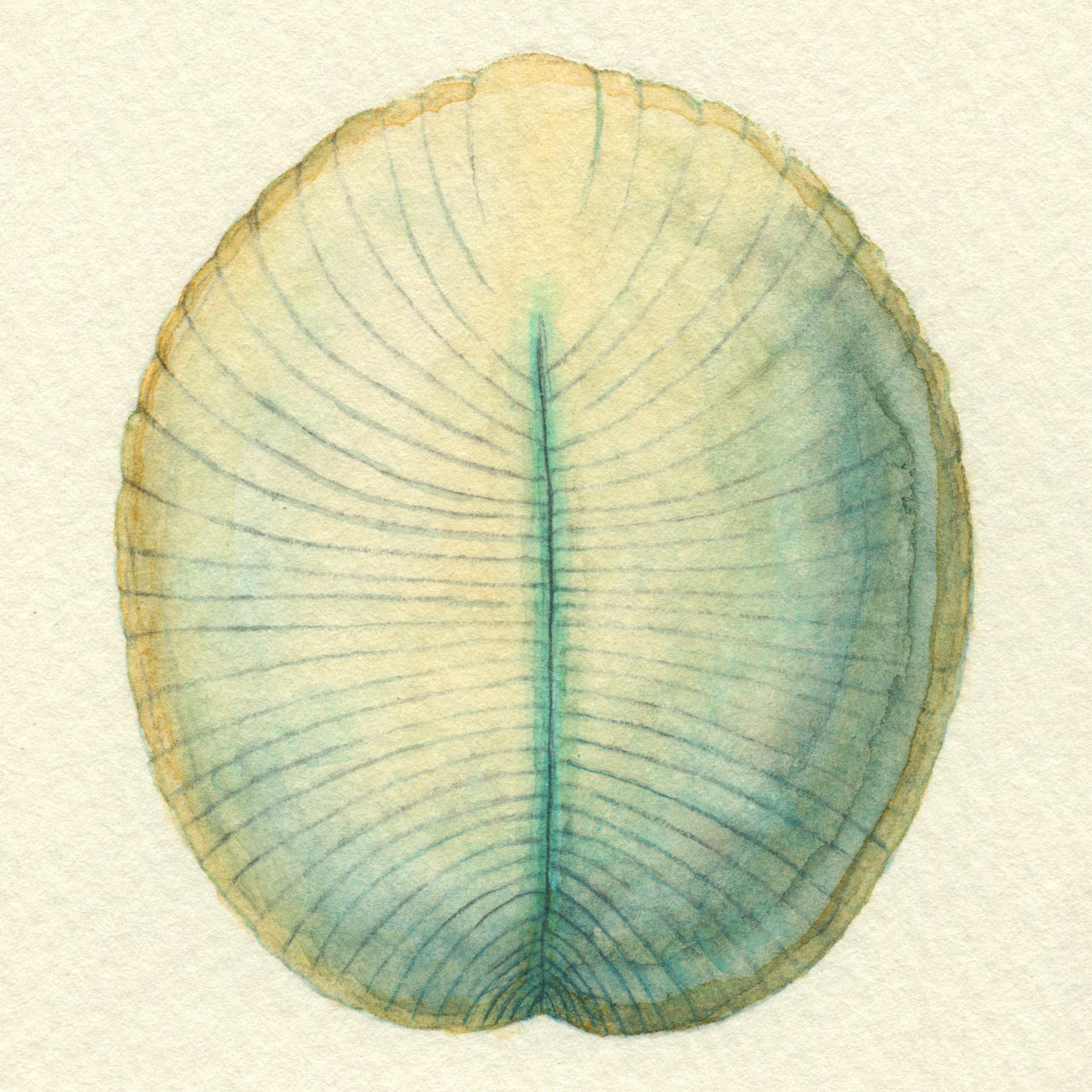 ディッキンソニア