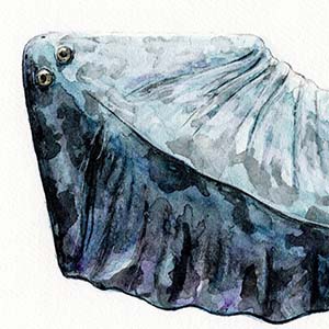 ディプロカウルスs