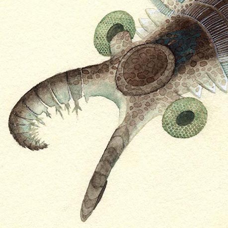 アノマロカリスs