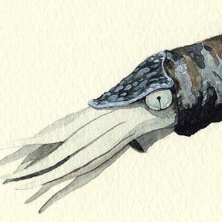 カメロケラスのコピーs