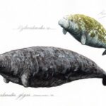 かわさきしゅんいちが描いた古生物、サッポロカイギュウ・ステラーカイギュウのイラスト