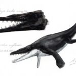 かわさきしゅんいちが描いた古生物、ジコリザ・ジョージアケトゥスのイラスト