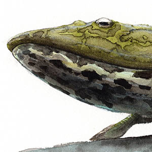 ティクターリクa